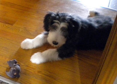 Cade at 3 months with a toy.